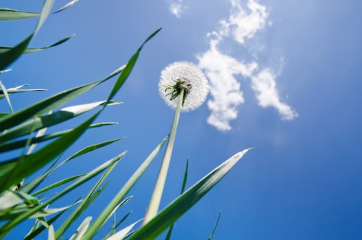 dandelion in green grass and blue sky