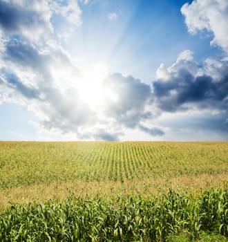 field with green maize under dramatic sky with sun