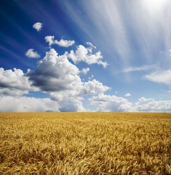 field with barley under cloudy sky