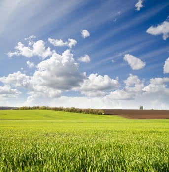 agricultural green field under cloudy sky