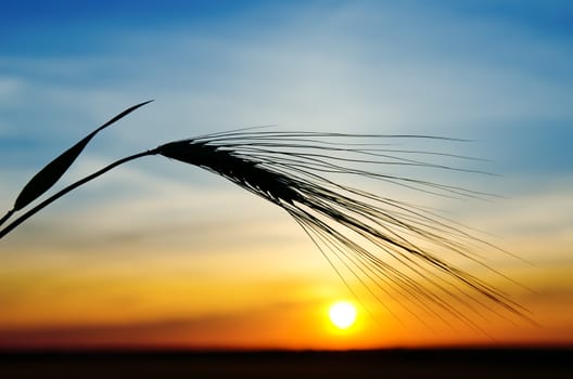 barley and sunset