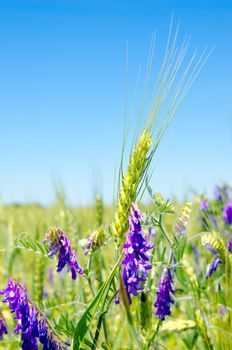 green barley and wild flowers