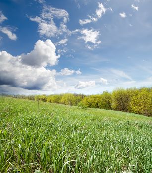 green grass near wood under cloudy sky