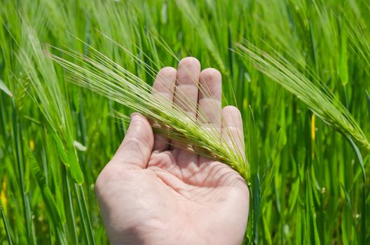 green barley in hand