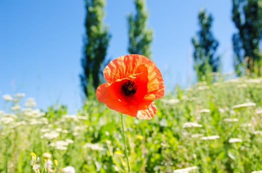 poppy flowers in summer