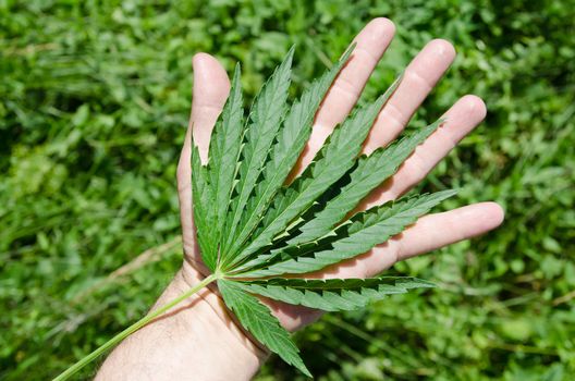 Green leaf of marijuana in a hand