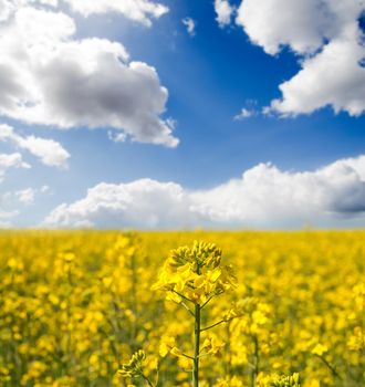 rapeseed flower detail on field. soft focus on flower