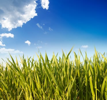 green grass and blue sky