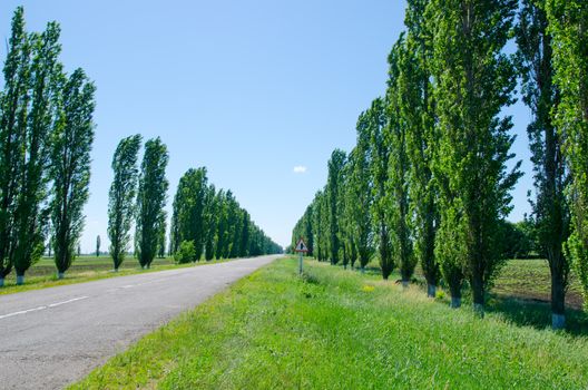 rural road with trees near it board