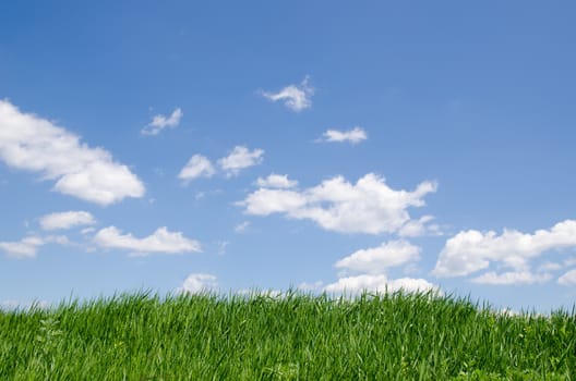 green grass under cloudy sky