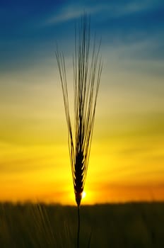 golden sunset over harvest field