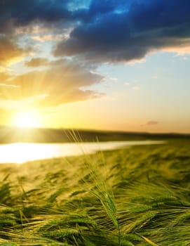 sunset over field with green barley