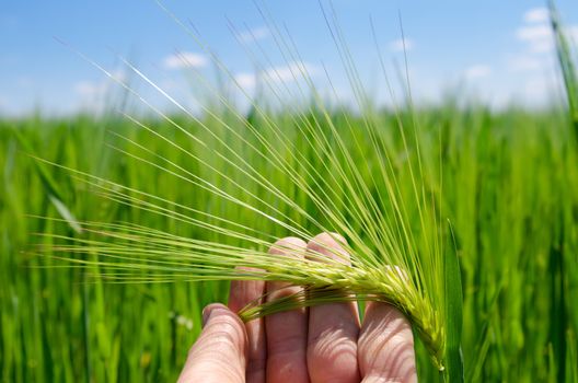 green barley in hand