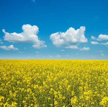 rapeseed flower detail on field