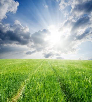 road in green barley under sun