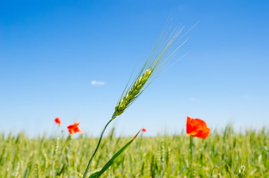 green barley and red poppy