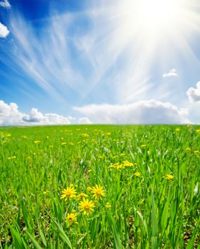 spring meadow with flowers. soft focus on flower