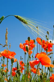 red poppy and green barley