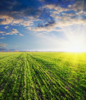 green barley in sunset