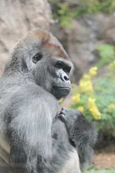 One Adult Black Gorilla near Some Yellow Flowers