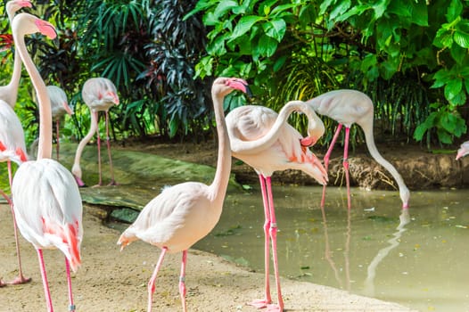 Pink flamingos are searching feed in the water