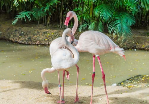 Three pink flamingos.