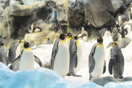 Black and White Colored Penguin in a Cold Place