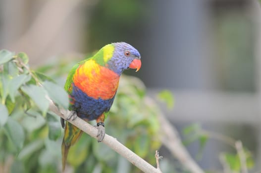 One Very Colored Parrot in a Park in Tenerife, Spain