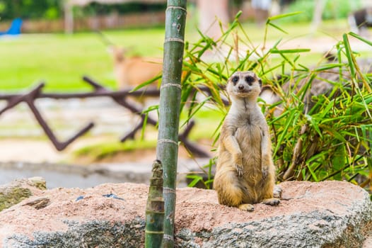 Meerkat standing upright.