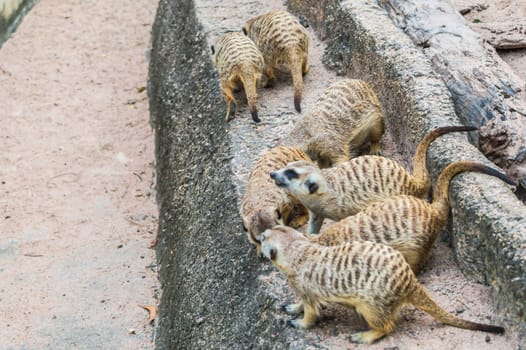Meerkats are competing for food.
