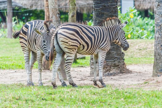 Zebras in love.