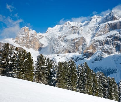 Fir trees on a mountain slope at Dolomites in Italy