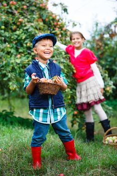 Harvesting apples. Cute little boy with sister helping in the garden and picking apples in the basket.