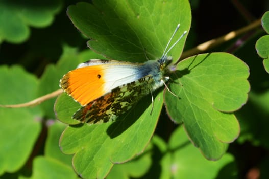 Close-up image of an Orange Tip Butterfly.