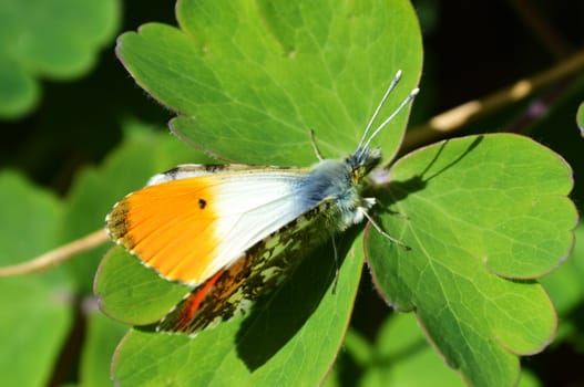 A close-up image of an Orange Tip Butterfly.