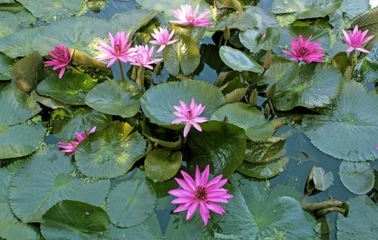 image of a lotus flower on the water