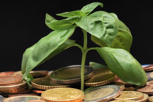 Green Plant and Coins on a Black Background