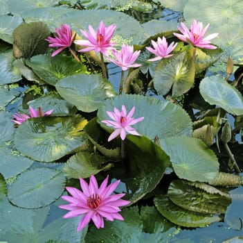 image of a lotus flower on the water