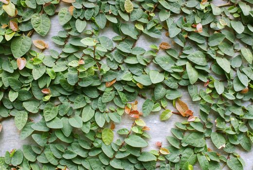 Climbing fig tree and white wall old