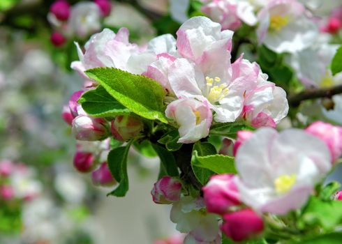 blossomed apple tree