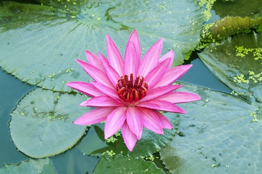 image of a lotus flower on the water