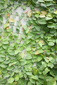 Climbing fig tree and white wall old