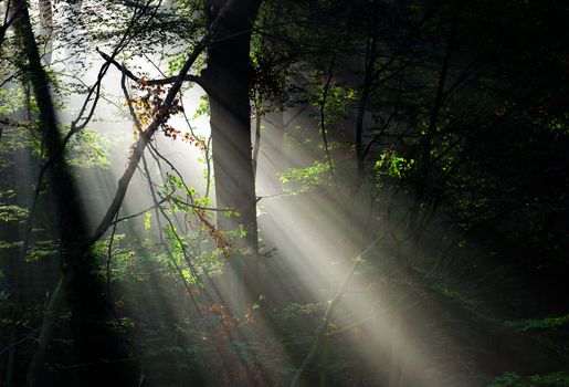 Sunbeams in deep forest