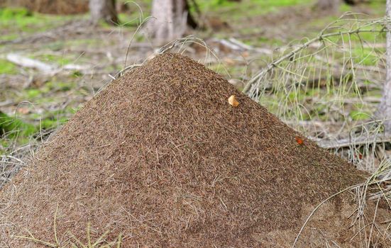 a great anthill in the forest