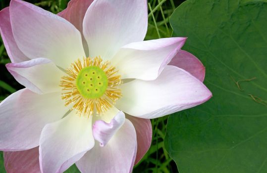 image of a lotus flower on the water