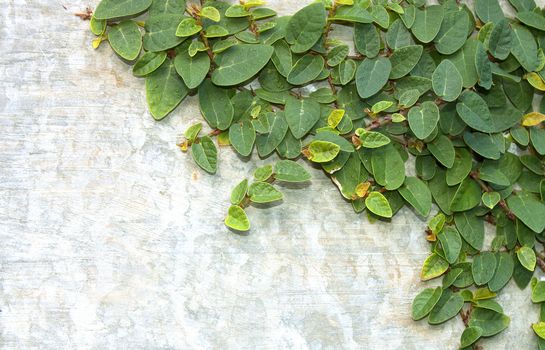 Climbing fig tree and white wall old