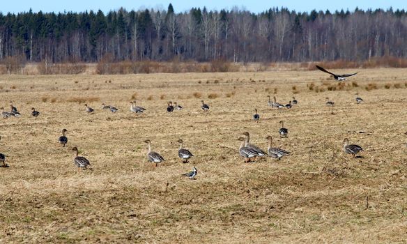 spring congestions of geese on fields during migration