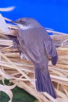 Eurasian whitethroat on a branch close up