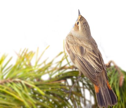 blue-throated robin, spring time, close up