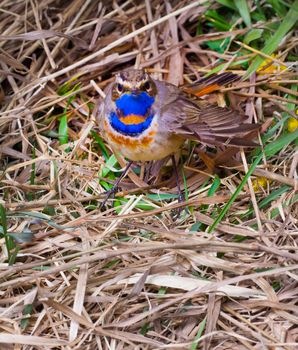 blue-throated robin, spring time, close up